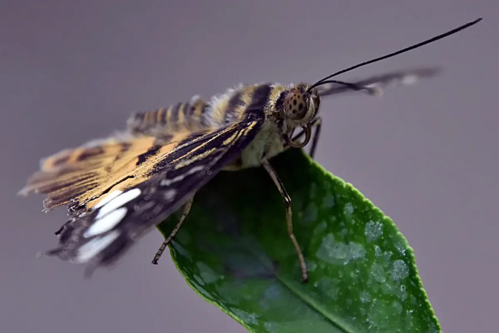 Lepke a Motobutterfly lepkekertben. Fotó: Csanádi Dávid