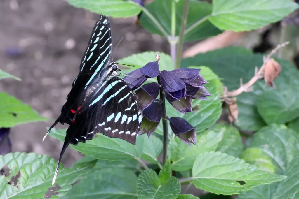 Lepke a Motobutterfly lepkekertben. Fotó: Csanádi Dávid