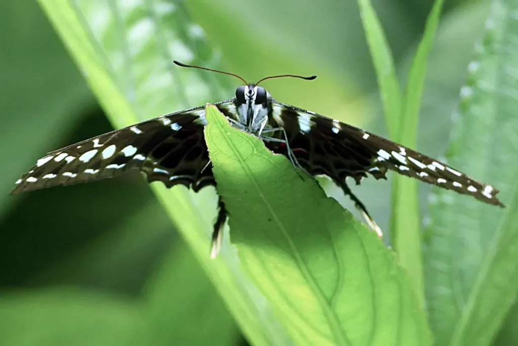 Lepke a Motobutterfly lepkekertben. Fotó: Csanádi Dávid