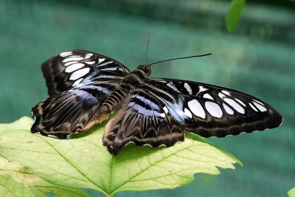 Lepke a Motobutterfly lepkekertben. Fotó: Csanádi Dávid