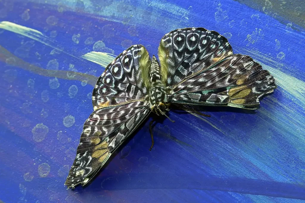 Lepke a Motobutterfly lepkekertben. Fotó: Csanádi Dávid